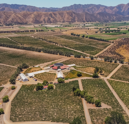 How We Ensure Excellence at MXN Wines