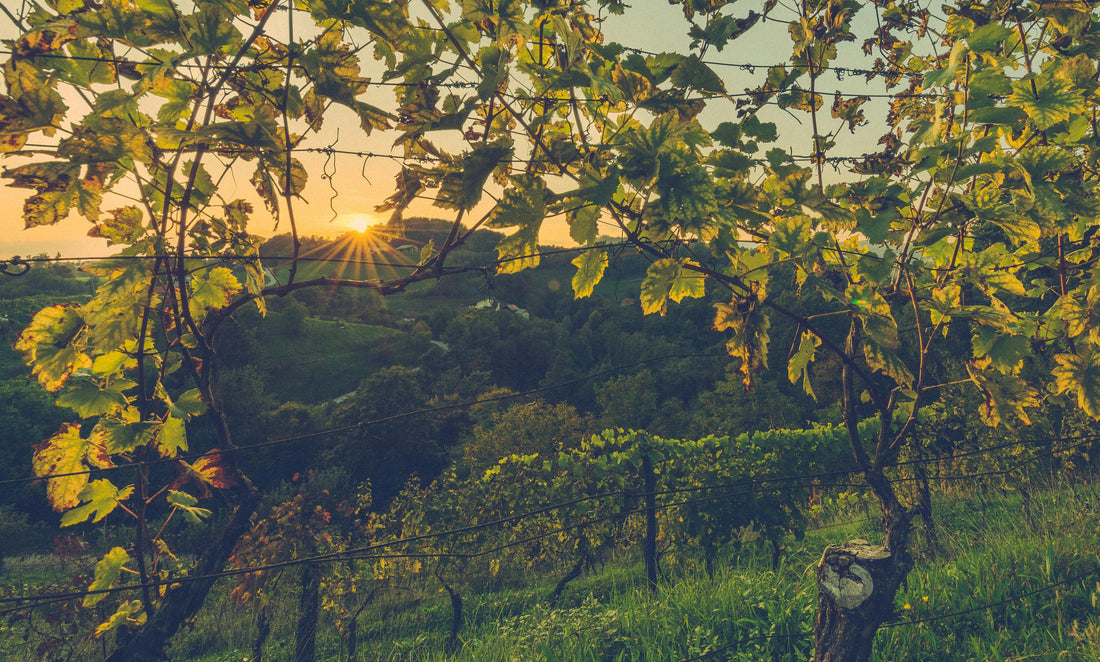 What’s Next for Wine Enthusiasts?